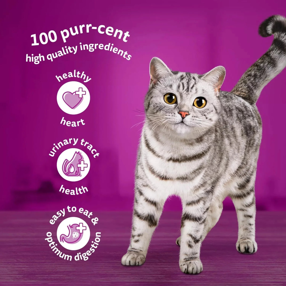 Whiskas Senior 11+ Fish Favourites in Jelly Wet Cat Food Pouches - 48 x 85g