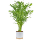 Brivone Cat Palm