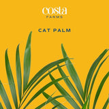 Brivone Cat Palm
