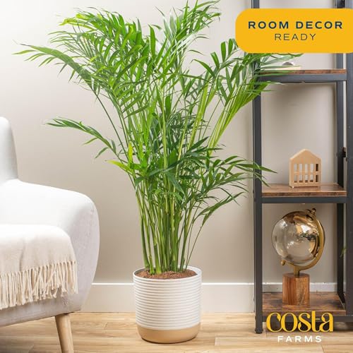 Brivone Cat Palm