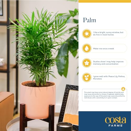 Brivone Cat Palm