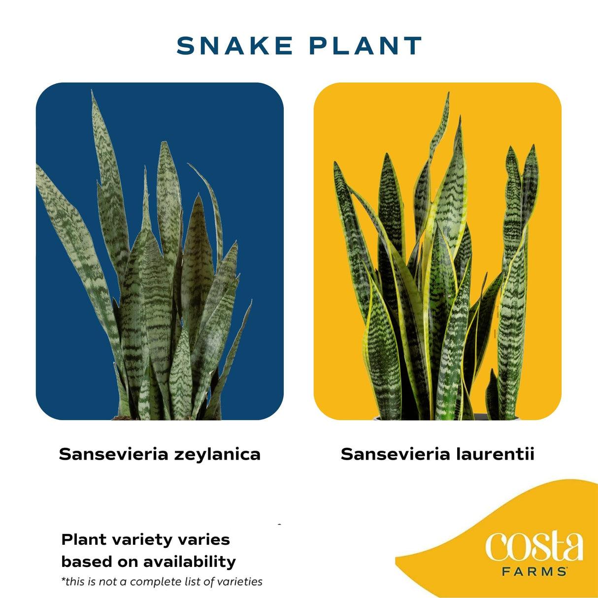 Brivone Premium Live Indoor Snake Sansevieria Floor Plant