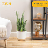 Brivone Premium Live Indoor Snake Sansevieria Floor Plant