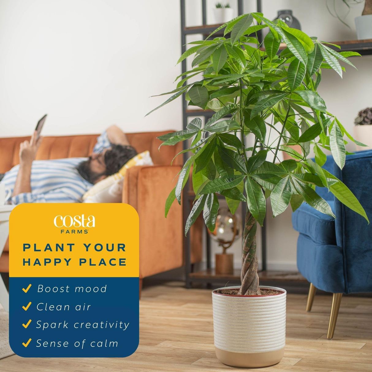 Brivone Money Tree Live Plant
