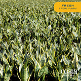 Brivone Premium Live Indoor Snake Sansevieria Floor Plant
